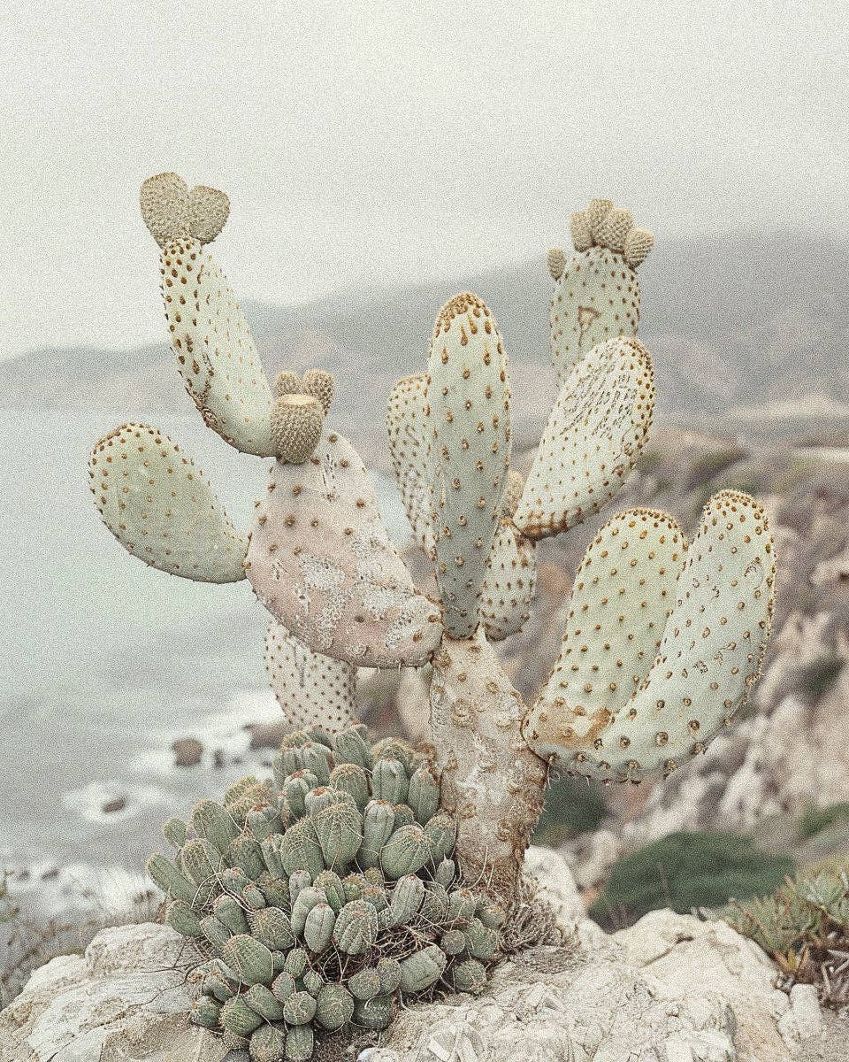 RRebellion Coastal Cowgirl Perfume Spray cactus