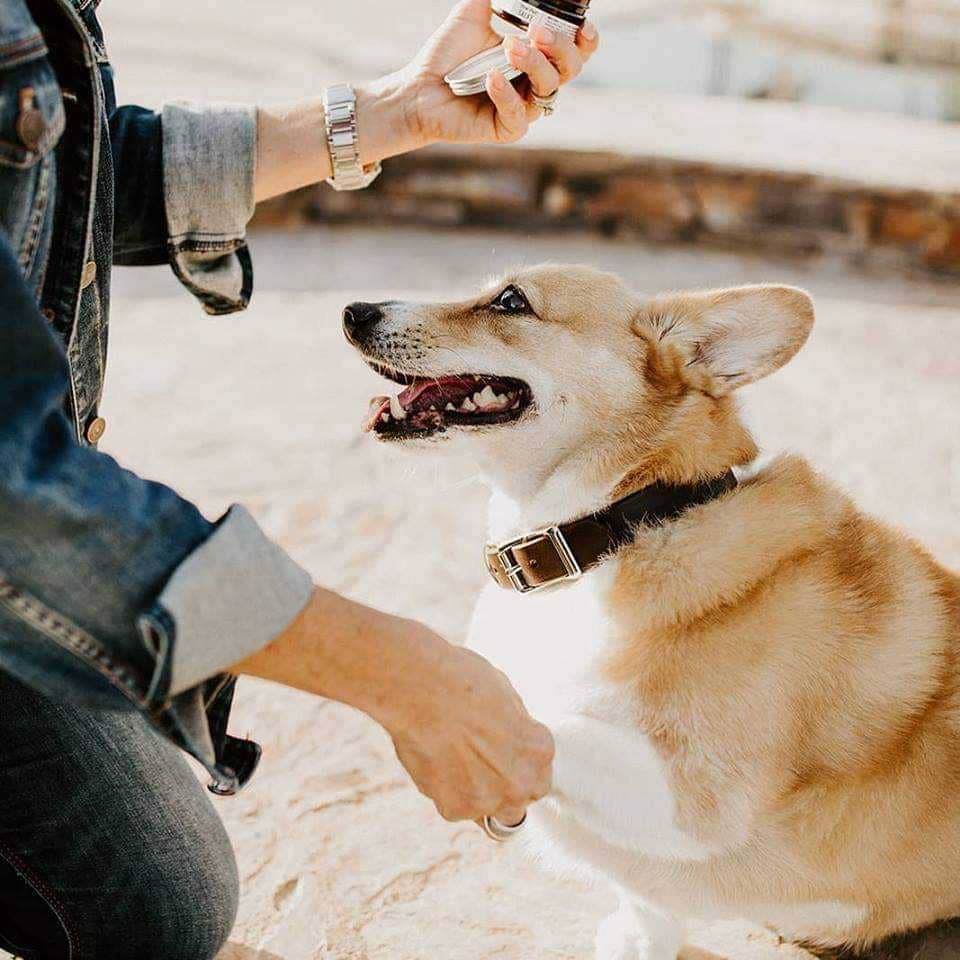 Paw Pad Salve by Fox + Hound (Unscented)